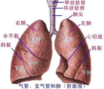 咳嗽不止、痰多……找准方向止咳很重要！(图2)