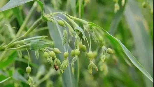 这种米是公认的“祛湿高手”，还能健脾、强免疫！(图1)